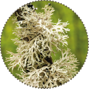 Shrubby lichens called Fruticose